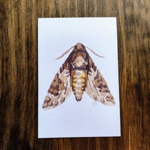 Hawk Moth Postcard